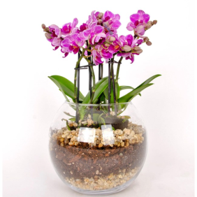  Muratpaşa Çiçek Siparişi  Akvaryum Cam Fanus 6 Dallı Mini Mor Orkide Aranjman