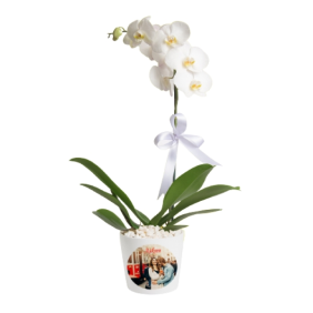  Manavgat Çiçek Siparişi Kişiye Özel Saksıda Tek Dal Phalaenopsis Orkide Bitkisi