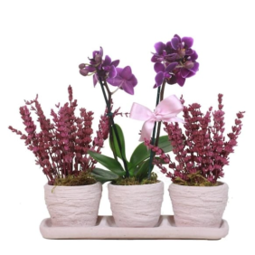  Manavgat Çiçek Siparişi Trio Eskitme Mini Orkide ve Lavantalar