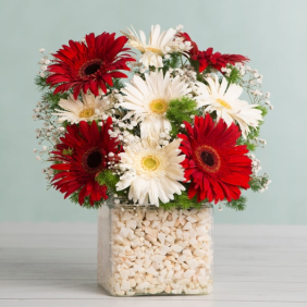  Muratpaşa Çiçek Siparişi  Kare Cam vazo Beyaz ve Kırmızı Gerbera Aranjmanı - KOCALAR
