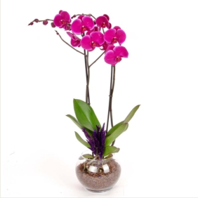 Antalya Çiçek Siparişi  Paşabahçe Akvaryum Cam Fanus Mor Orkide ve Lavantalar