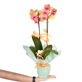  Manavgat Çiçek Siparişi 2 Dallı Phalaenopsis ATEŞ Orkide - BEYDAĞLARI
