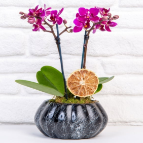  Muratpaşa Çiçek Siparişi  Mini Kabak Saksı Mini Mor Orkide - BOZOVA