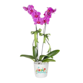  Konyaaltı Çiçek Siparişi Kişiye Özel Saksıda Çift Dal Mor Phalaenopsis Orkide