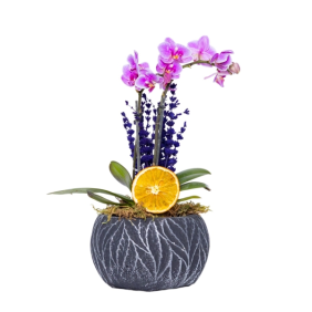  Konyaaltı Çiçek Siparişi Beton Eskitme Siyah Saksı 2 Dallı Mini Mor orkide
