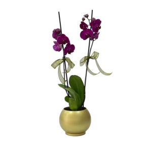 Antalya Çiçekçi  Gold Vazo Mor 2 Dallı Orkide - ANTALYA