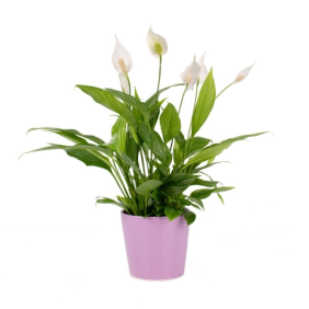  Konyaaltı Çiçek Siparişi Pembe Saksı Barış Çiçeği - Spathiphyllum