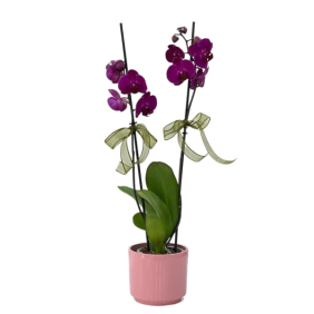  Konyaaltı Çiçek Siparişi Pembe Vazo Mor 2 Dallı Orkide - HADRİAN