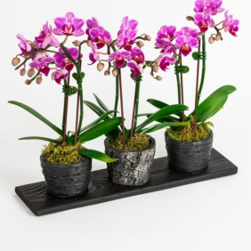  Antalya Çiçekçi  Trio Eskitme Mini Orkideler - AKSU