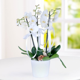  Konyaaltı Çiçek Siparişi 3 Dallı Beyaz Orkide
