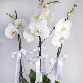  Muratpaşa Çiçek Siparişi  4 Dallı Beyaz Orkide 