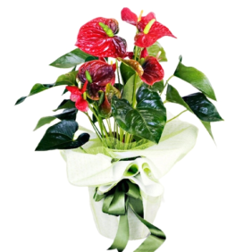  Muratpaşa Çiçek Siparişi  My Antalya Jumbo Kırmızı Antoryum  Saksı Bitkisi - ANTALYA