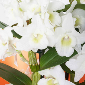  Muratpaşa Çiçek Siparişi  Seramik Vazo Beyaz Dendrobium White (Beyaz Kokulu Orkide) - ANTALYA