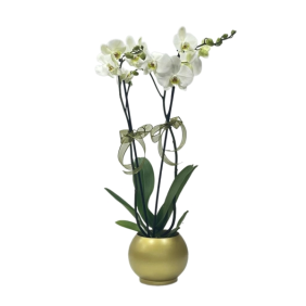  Konyaaltı Çiçek Siparişi Gold Vazo Beyaz 2 Dallı Orkide - ANTALYA