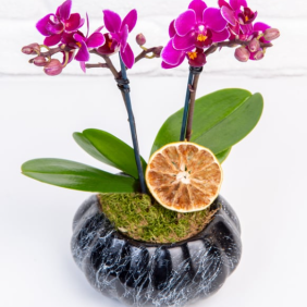  Muratpaşa Çiçek Siparişi  Mini Kabak Saksı Mini Mor Orkide - BOZOVA
