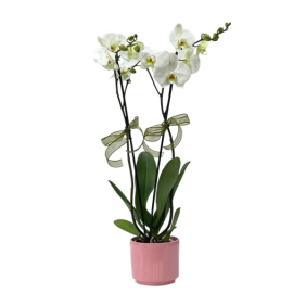  Manavgat Çiçek Siparişi Pembe Vazo Beyaz 2 Dallı Orkide - HADRİAN