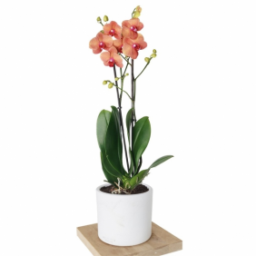 Antalya Çiçek Siparişi  Seramik Vazo 2 Dallı Ateş Orkide - ESENTEPE