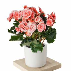  Konyaaltı Çiçek Siparişi Seramik Vazo Begonya Saksı Çiçeği - ALANYA