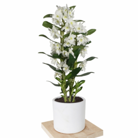  Muratpaşa Çiçek Siparişi  Seramik Vazo Beyaz Dendrobium White (Beyaz Kokulu Orkide) - ANTALYA