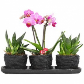  Konyaaltı Çiçek Siparişi Trio Helen Mini Orkide ve Hovartia Sukulentler