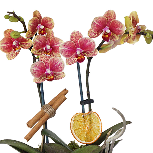  Manavgat Çiçek Siparişi 2 Dallı Midi Ateş Orkidesi