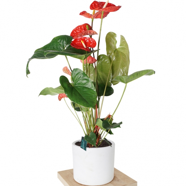  Manavgat Çiçek Siparişi Seramik Vazo Kırmızı Antoryum Saksı Bitkisi 