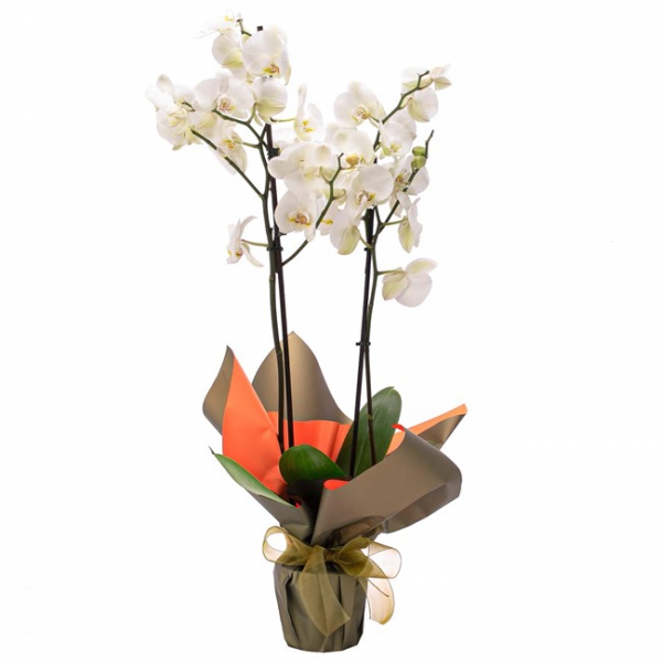  Konyaaltı Çiçek Siparişi 2 Dallı Beyaz Orkide