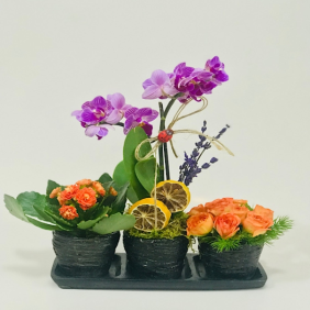  Manavgat Çiçek Siparişi Trio Helen Tek Dal Mini Orkide ve Kalanchoe