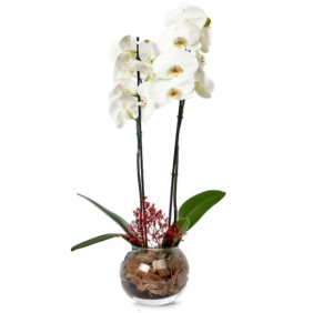  Muratpaşa Çiçek Siparişi  Paşabahçe Akvaryum Cam Fanus Beyaz Orkide ve Lavantalar