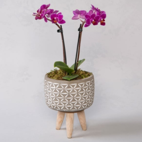 Manavgat Çiçek Siparişi 3 Ayaklı Saksı Mini Mor Orkide - FASELİS