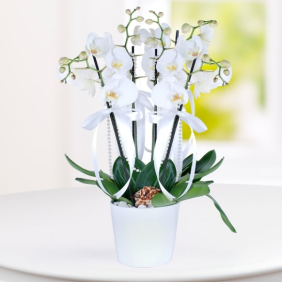  Muratpaşa Çiçek Siparişi  4 Dallı Beyaz Orkide 
