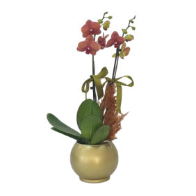 product-nav-img