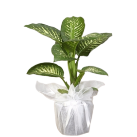 product-nav-img
