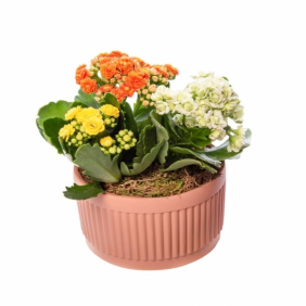 product-nav-img