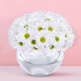  Muratpaşa Çiçek Siparişi  Paşabahçe Akvaryum Cam Fanus Beyaz Papatyalar - DÜZLERÇAMI