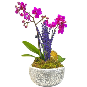  Konyaaltı Çiçek Siparişi Beton Eskitme Saksı Mini Mor Orkide