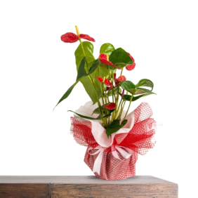  Konyaaltı Çiçek Siparişi Kırmızı Antoryum Saksı Çiçeği