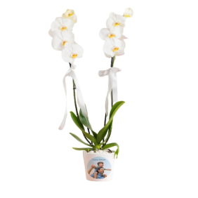  Muratpaşa Çiçek Siparişi  Kişiye Özel Saksıda Çift Dal Phalaenopsis Orkide