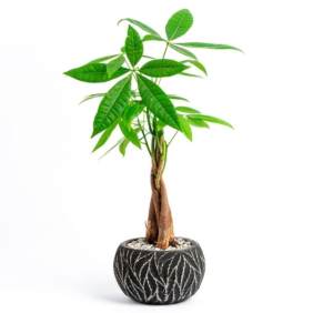 product-nav-img