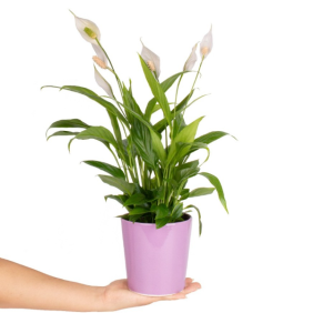  Konyaaltı Çiçek Siparişi Pembe Saksı Barış Çiçeği - Spathiphyllum