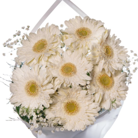  Antalya Çiçekçi  7 Adet Beyaz Gerbera Çiçek Buketi - SARISU